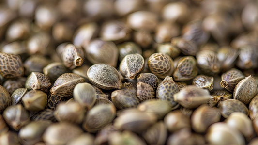 Cannabis Seeds: Legal to Buy and Sell in the US