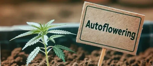 AutoFlower Cannabis & Growth Stages