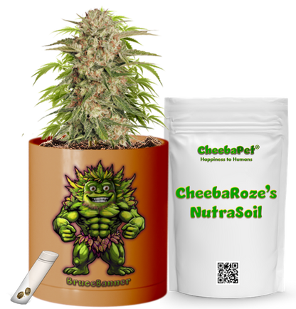 CheebaPet Planter Kit - Alpha Collection - BruceBanner