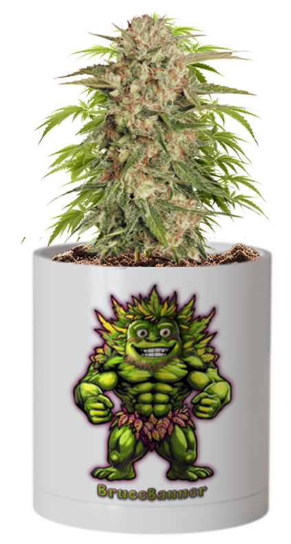 CheebaPet Planter Kit - Alpha Collection - BruceBanner