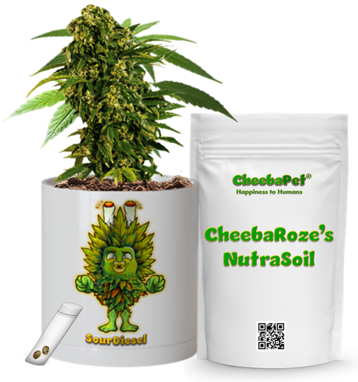 CheebaPet Planter Kit - Alpha Collection - SourDiesel