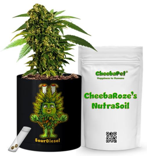 CheebaPet Planter Kit - Alpha Collection - SourDiesel