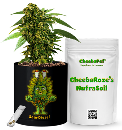 CheebaPet Planter Kit - Alpha Collection - SourDiesel