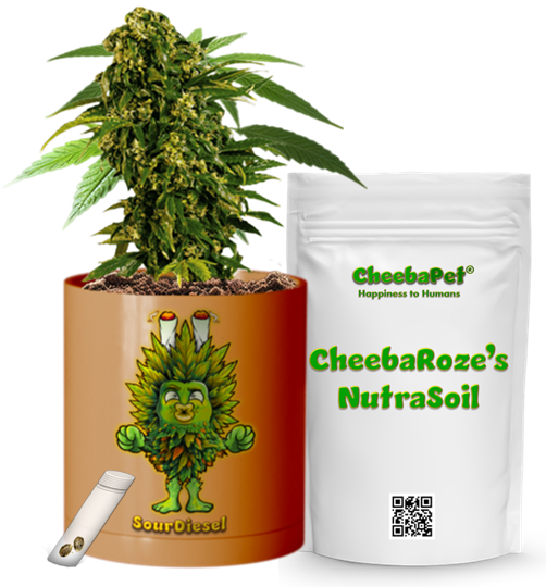 CheebaPet Planter Kit - Alpha Collection - SourDiesel